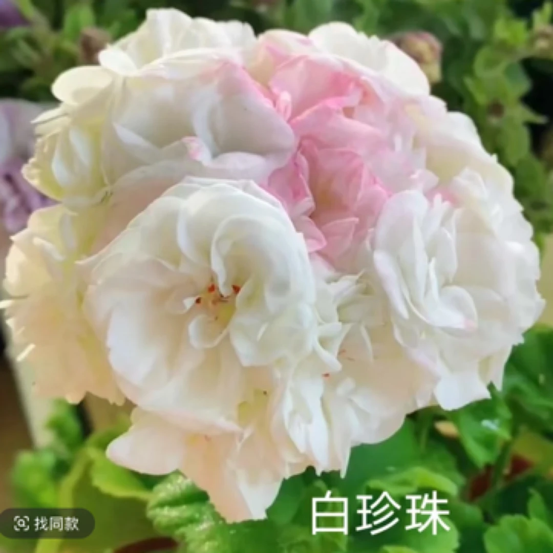 白珍珠 天竺葵直立