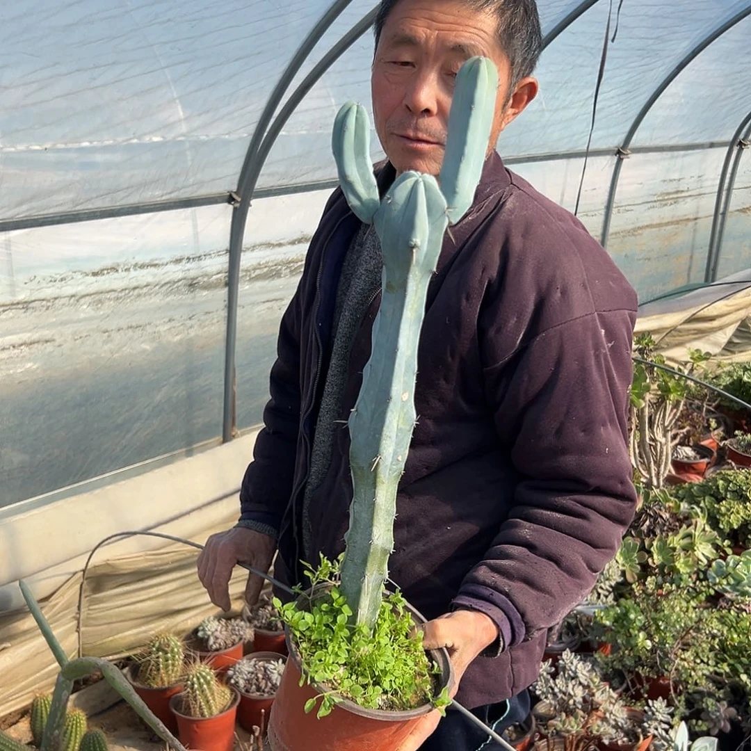 多肉植物龙神木群