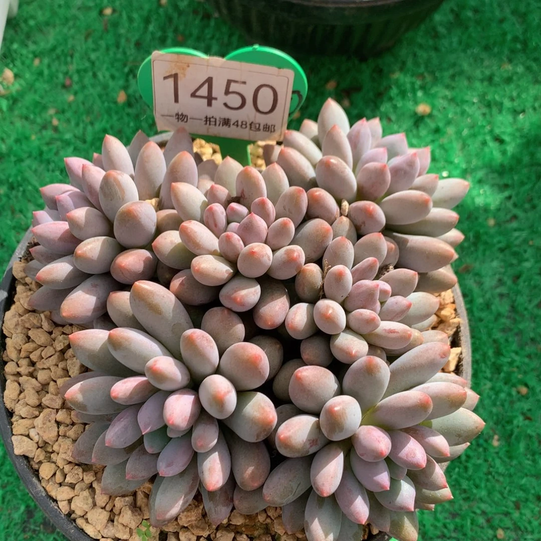 蓝精灵无砍平头1450