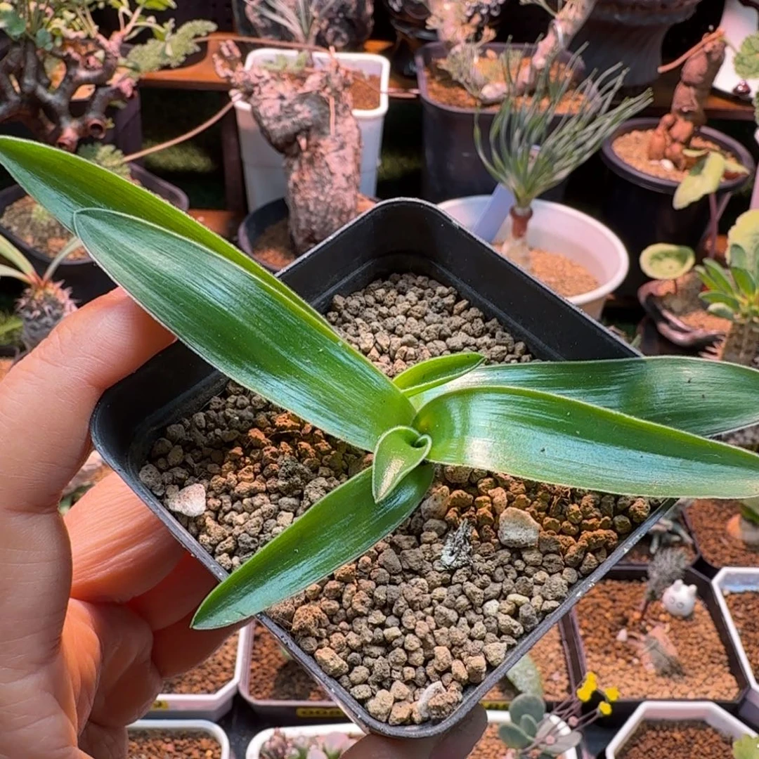 毛边春慵花299 仙人掌