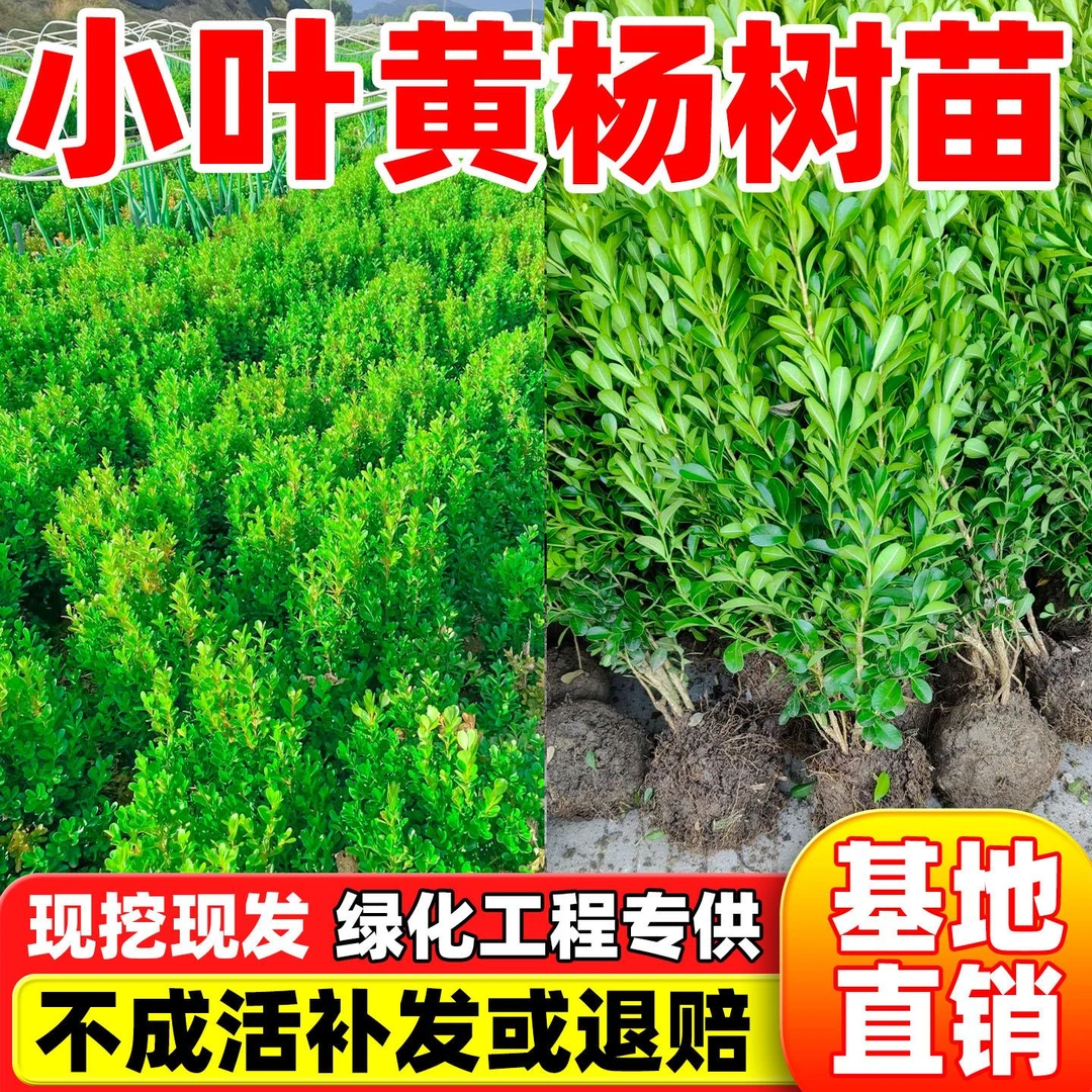 小叶黄杨树苗四季常青瓜子黄杨球苗庭院篱笆绿化独杆大叶冬青苗