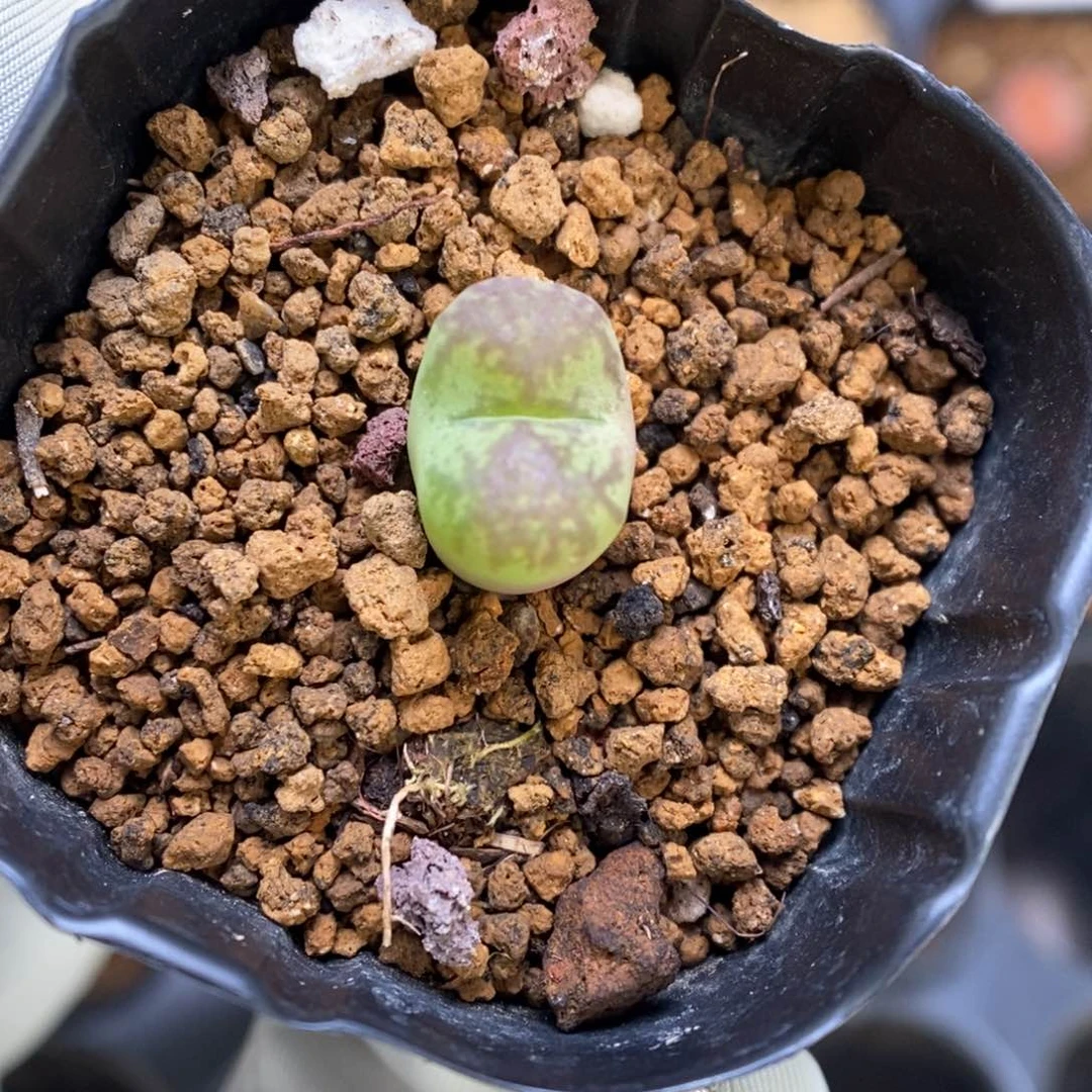 多肉植物肉锥杂交K-3445