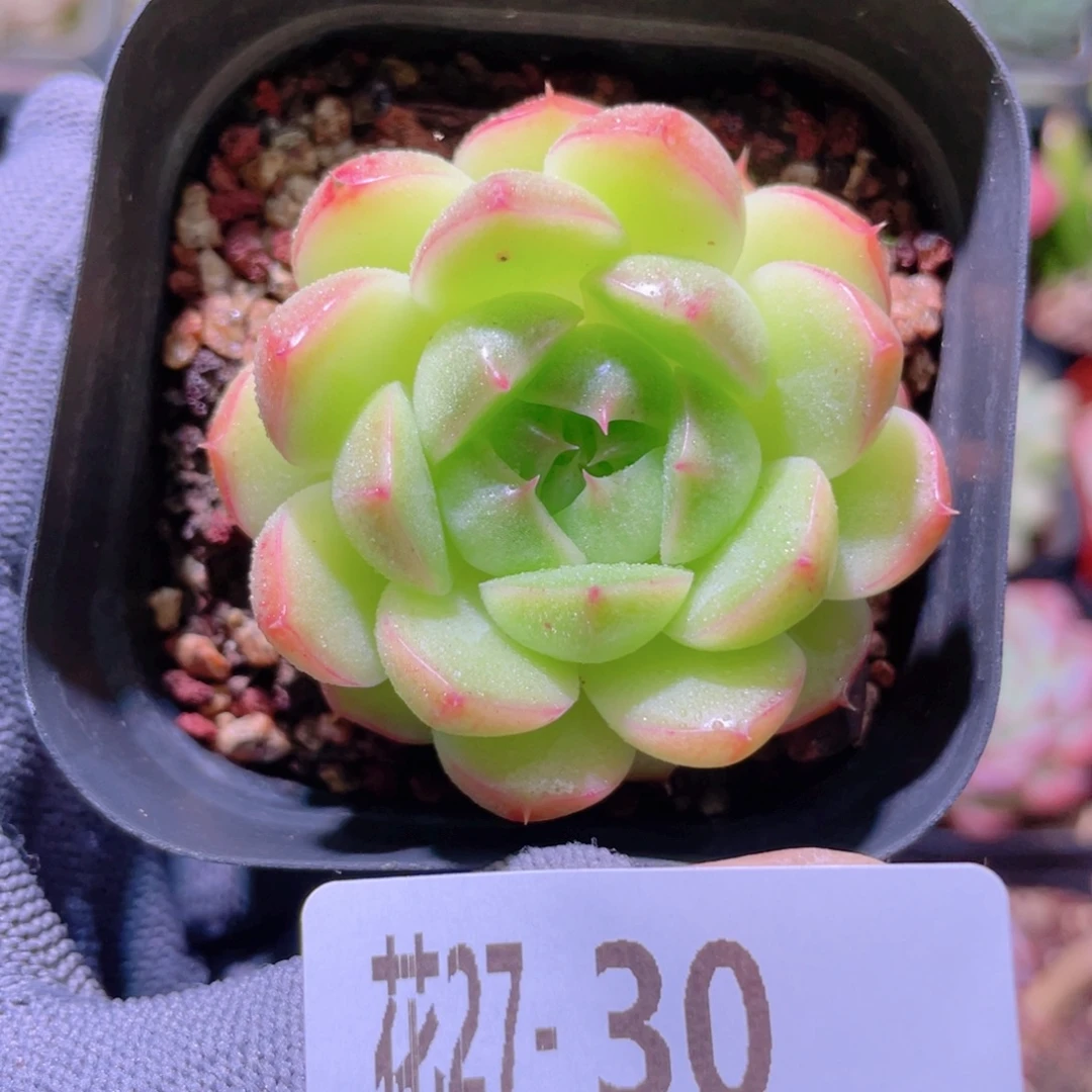 花利美27-30海王