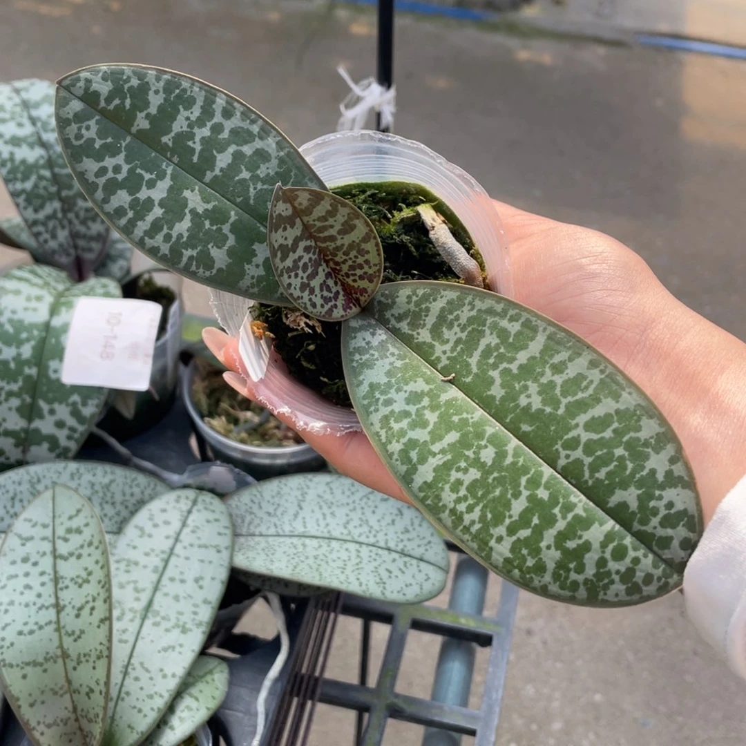 当前无花栽培后可以开花2.5沙巴西兄弟交