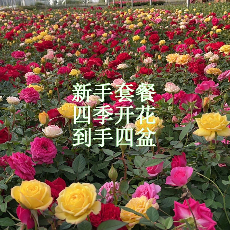 四盆组合大花浓香玫瑰月季花苗四季开花灌木月季庭院阳台花卉盆栽