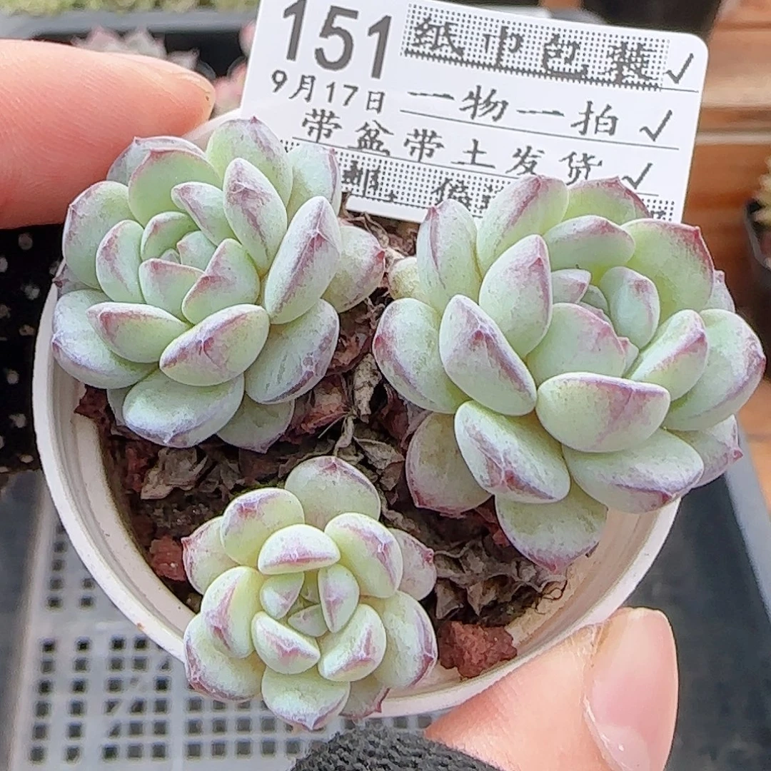 多肉0917--151点绛唇