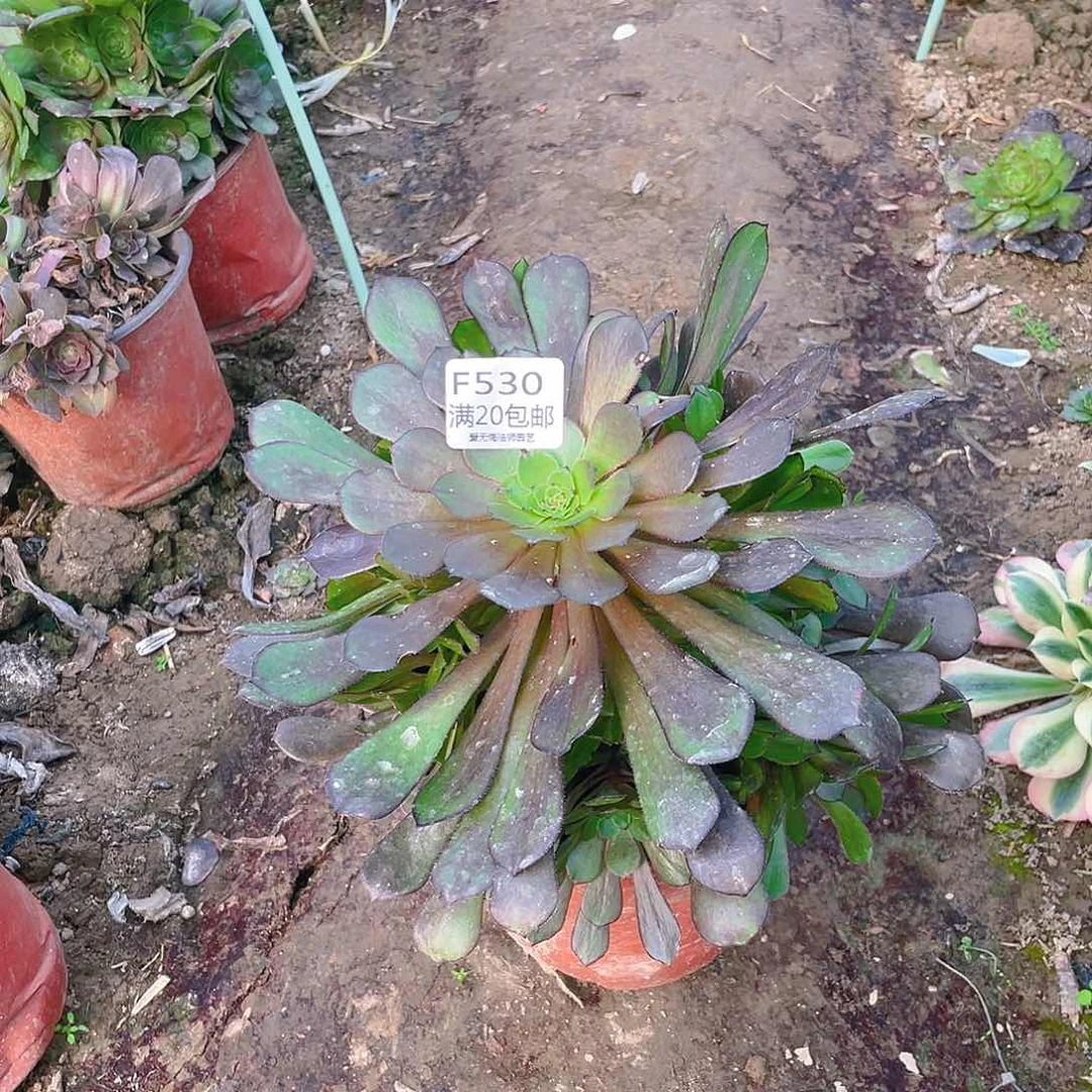 530黑桐胡多肉小损不包