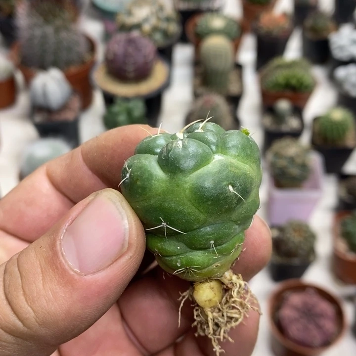 无刺象牙裸根特价