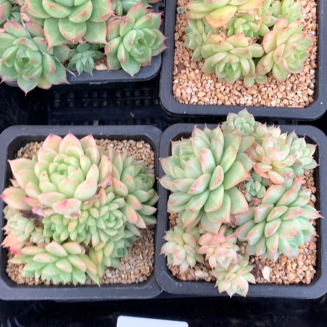 4颗组合。 1101-m28