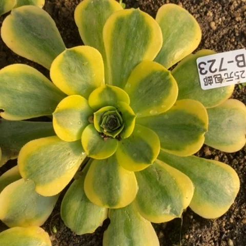 723香炉盘黄锦满25包邮多肉