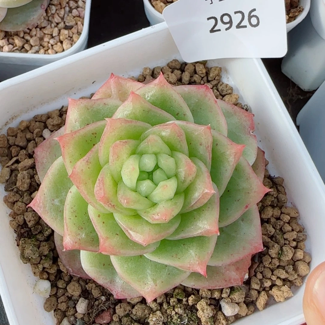 绿体珍妮，2926多肉植物