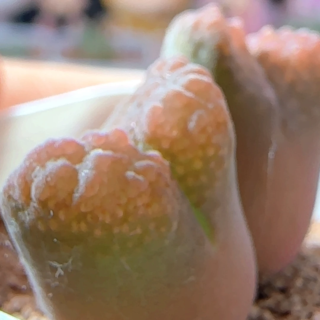 5.30.25/超蛋/红体