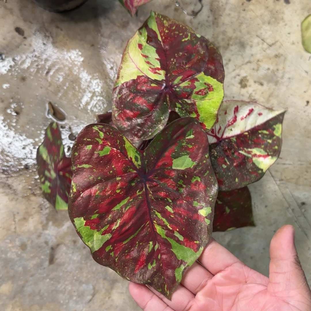 60-0913泰国发货多肉