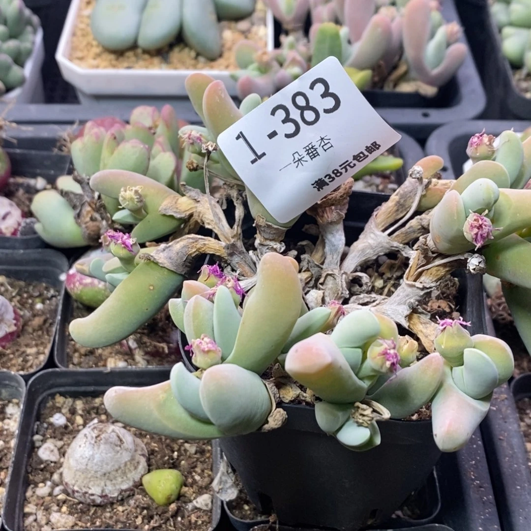 青*5566666666655866998869