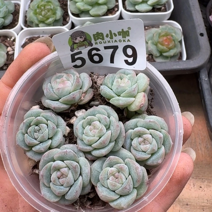完全开放多肉植物多肉植物