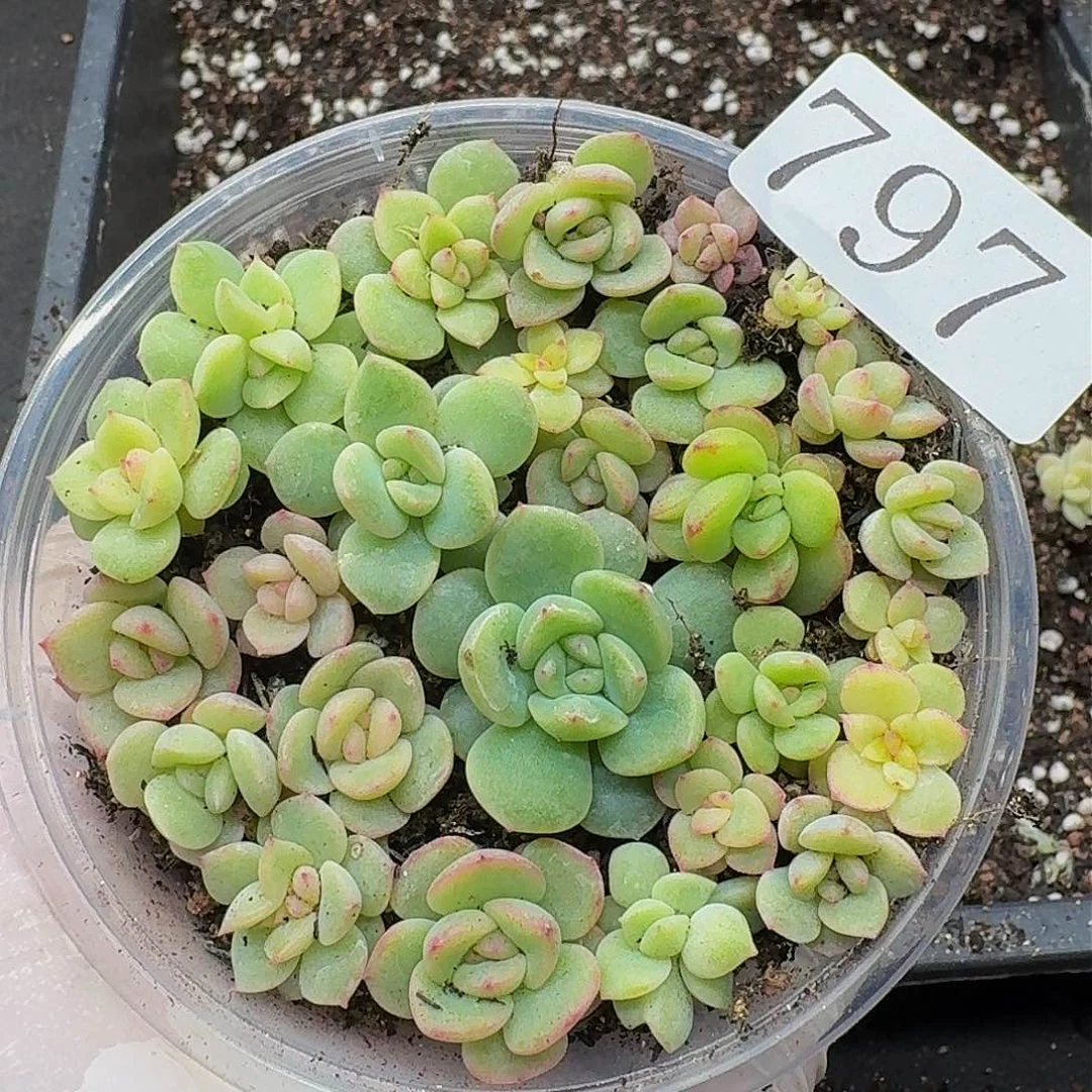 ?****?多肉植物多肉植物797