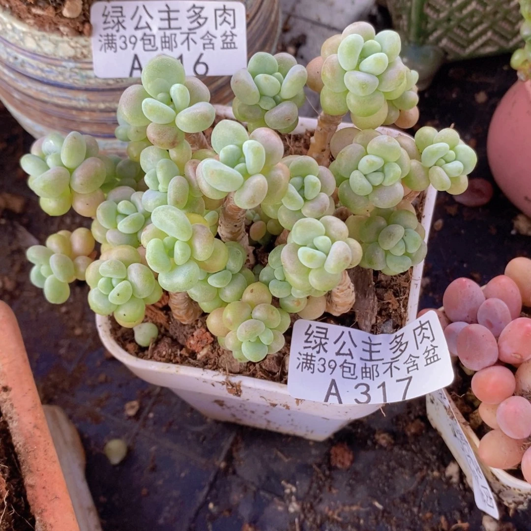 鱼子酱老桩8cm317多肉植物