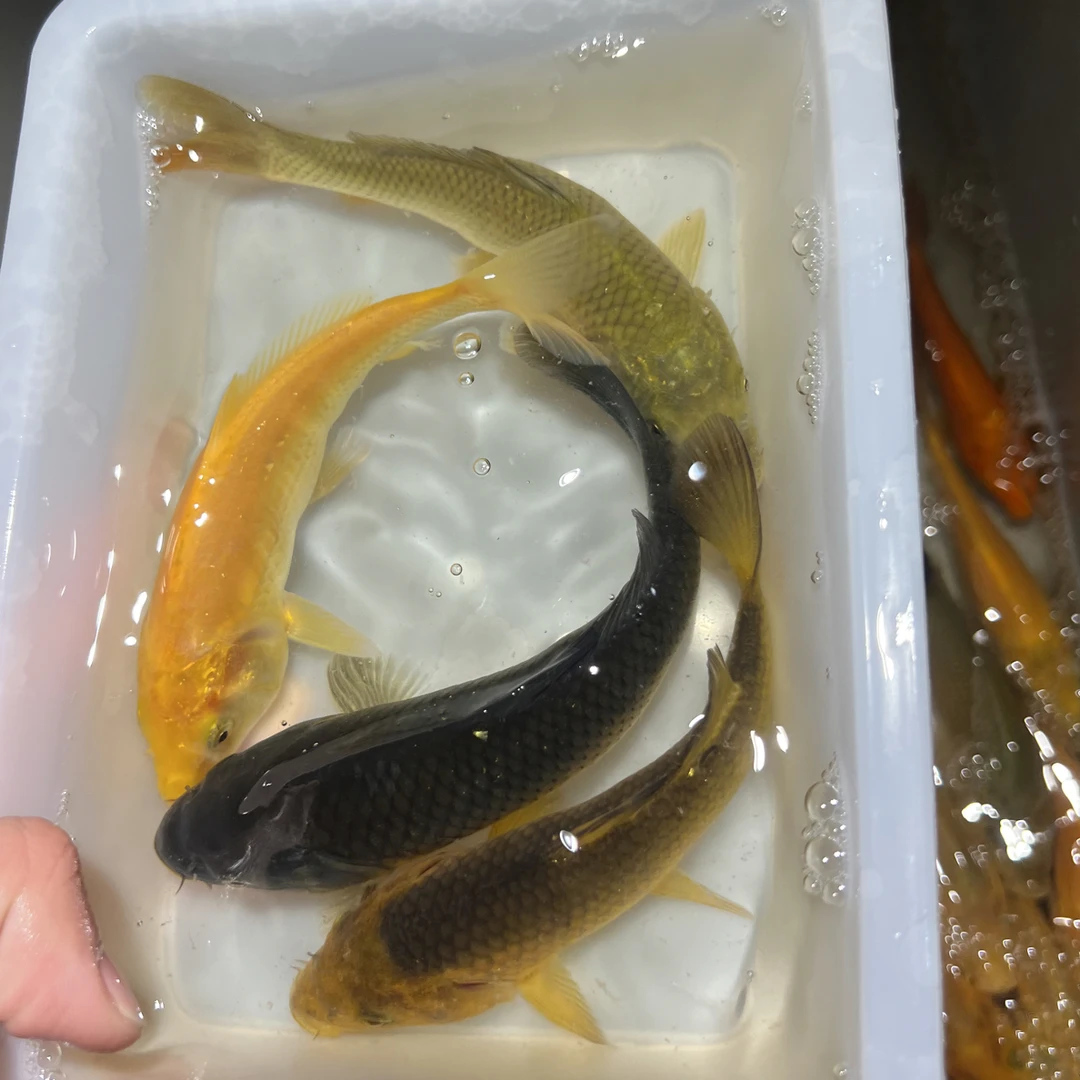 锦鲤观赏鱼悱写昭和火鲤介子5条