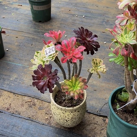 法师嫁接的时候就会有120