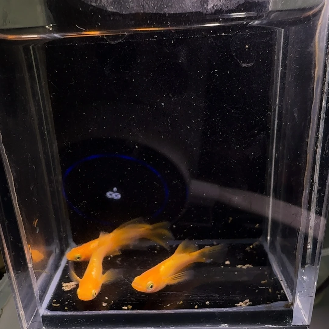 青鳉鱼一物一拍100