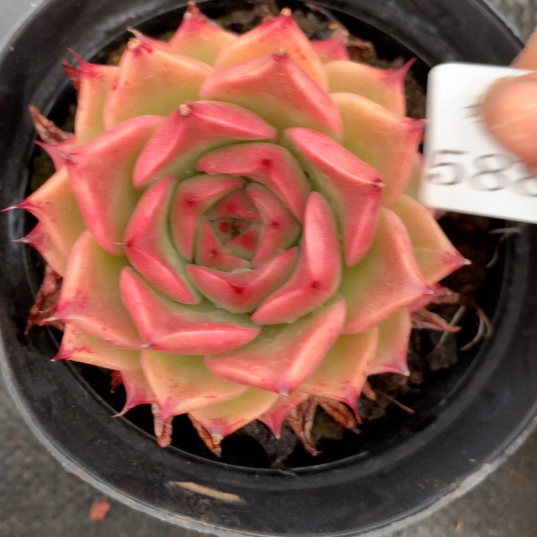 5883杂交精品基地7厘米