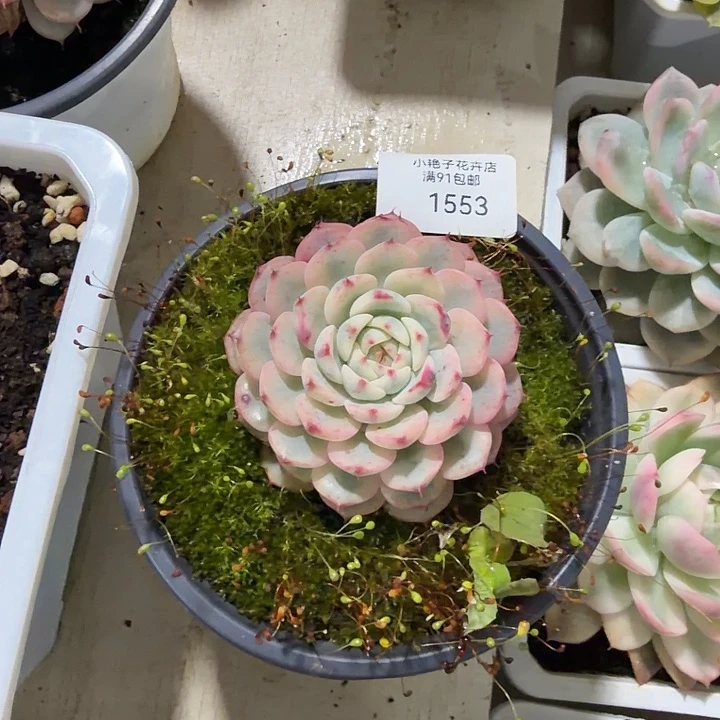 1553纪莲锦38包邮多肉