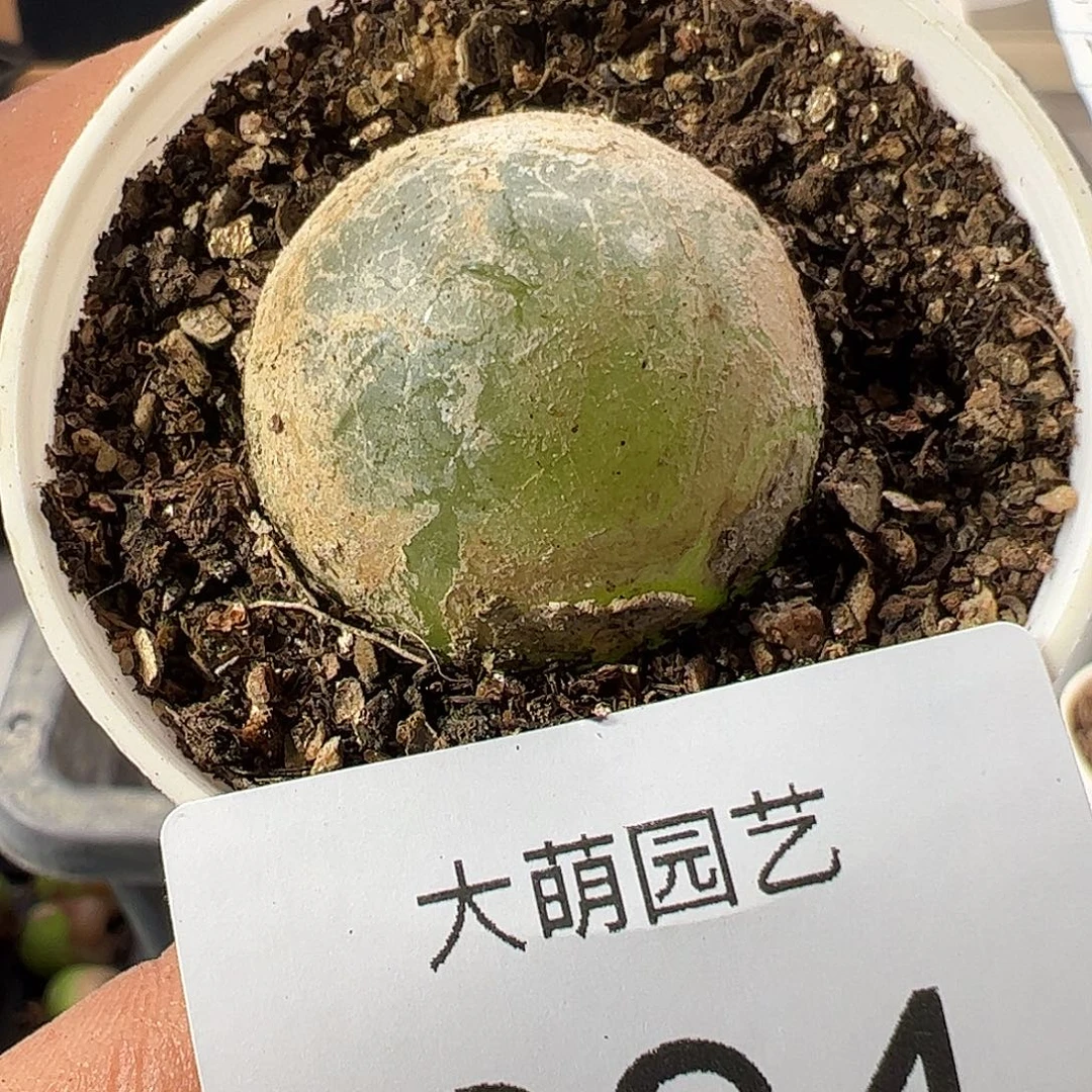 一物一拍带盆土发894