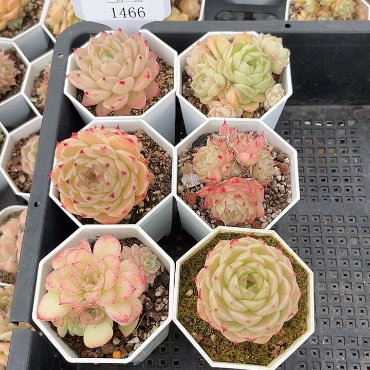 薇薇安园艺多肉1466
