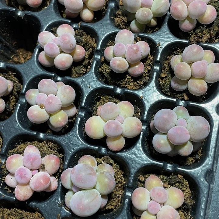 小汤圆1元带土发