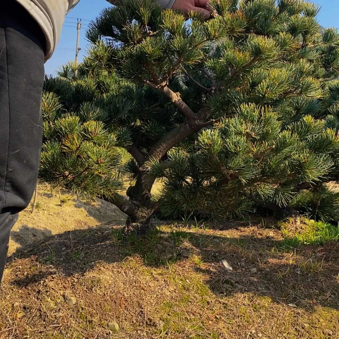 【闪购商品】五针松盆景?****%