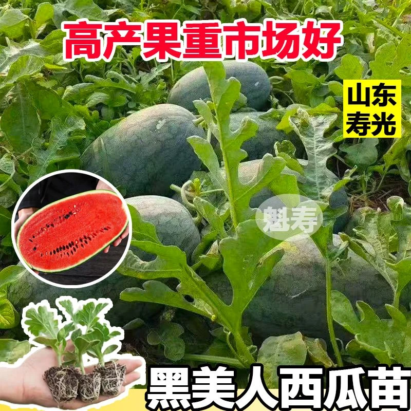 黑美人西瓜种子种籽苗黑皮嫁接秧南方孑子秧苗酉瓜苗秧盆栽矮生