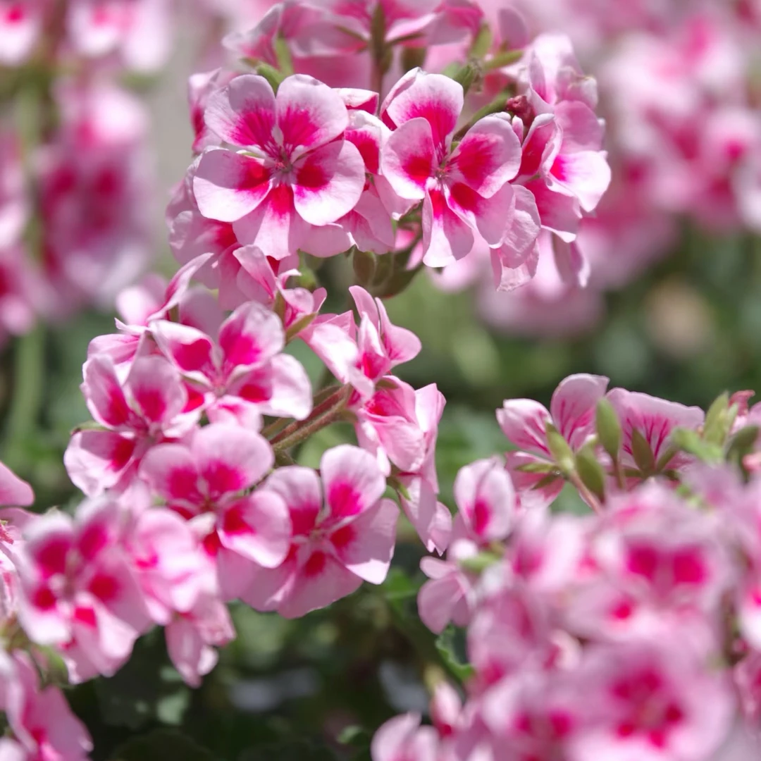 粉色飞溅【桃花粉】花有点美