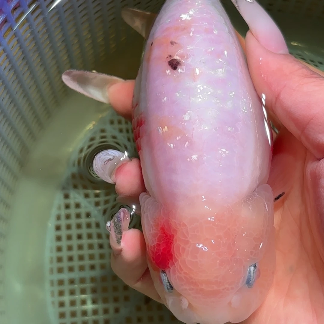 月***足金鱼没买包装运费到付，买包装包邮