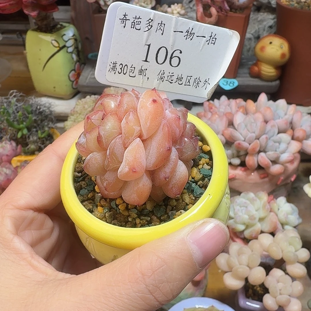 106 多肉含盆土 30元包邮非偏远