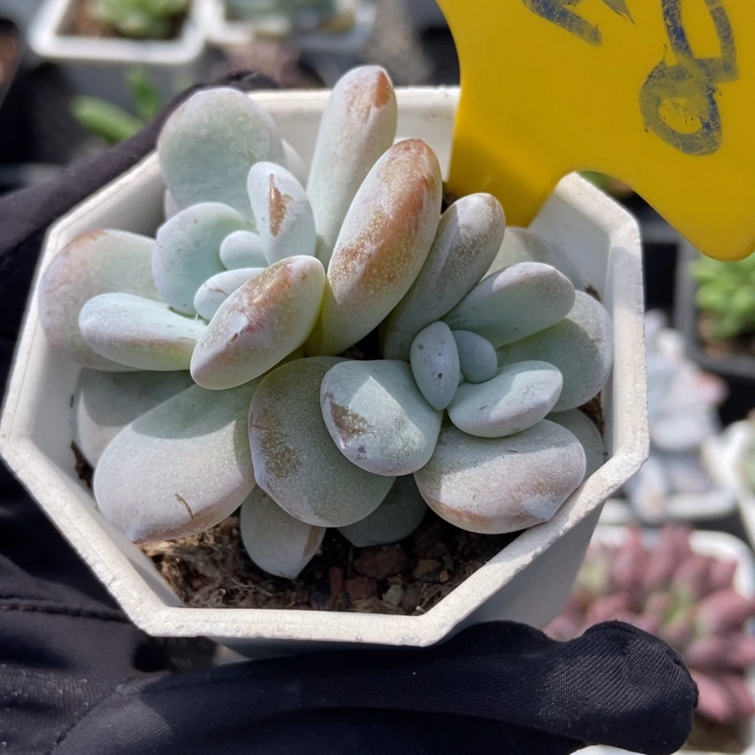 728雪莲多肉植物多肉