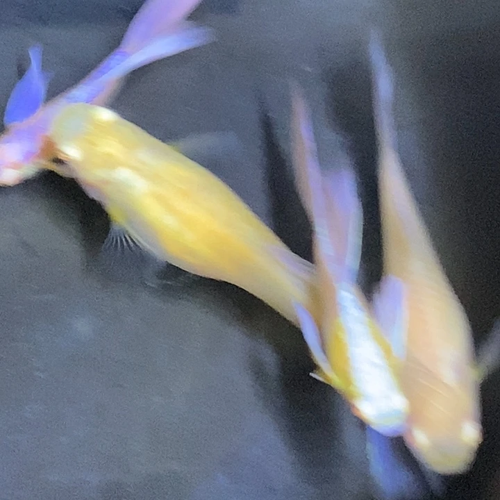紫白鸥翼飞船两对