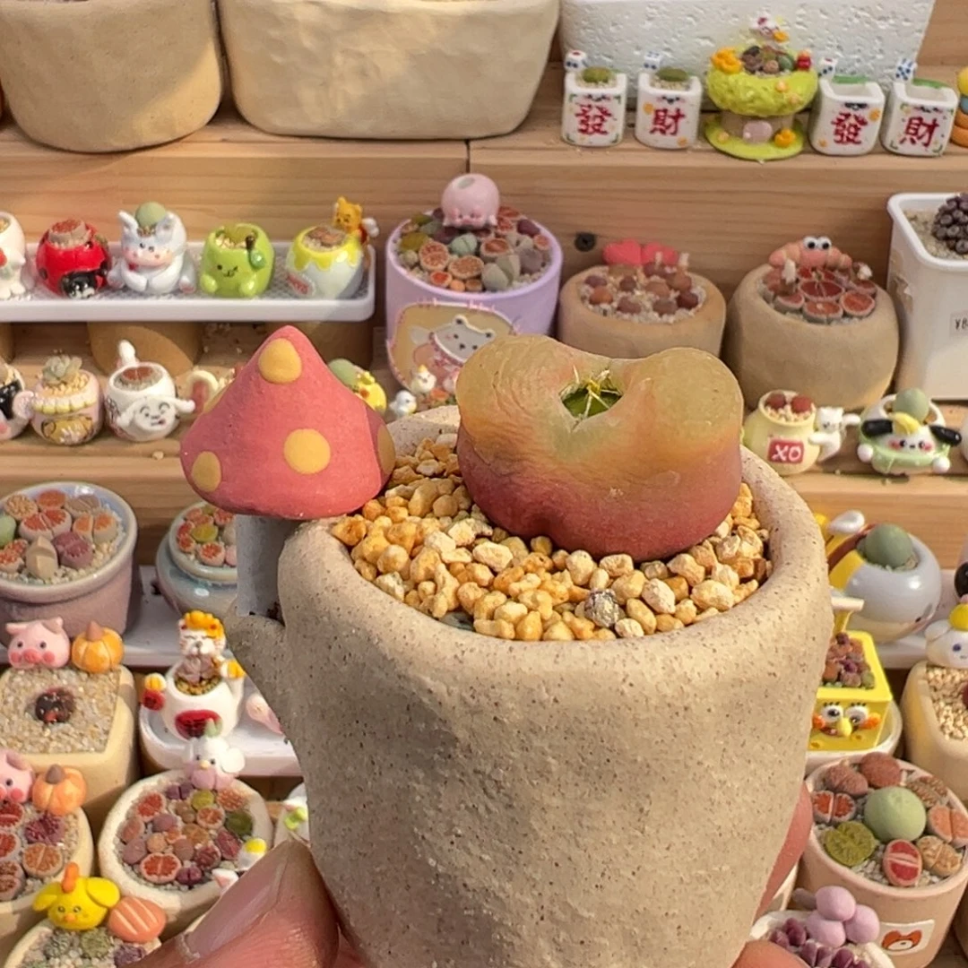 多肉植物实付9.9元包邮11号