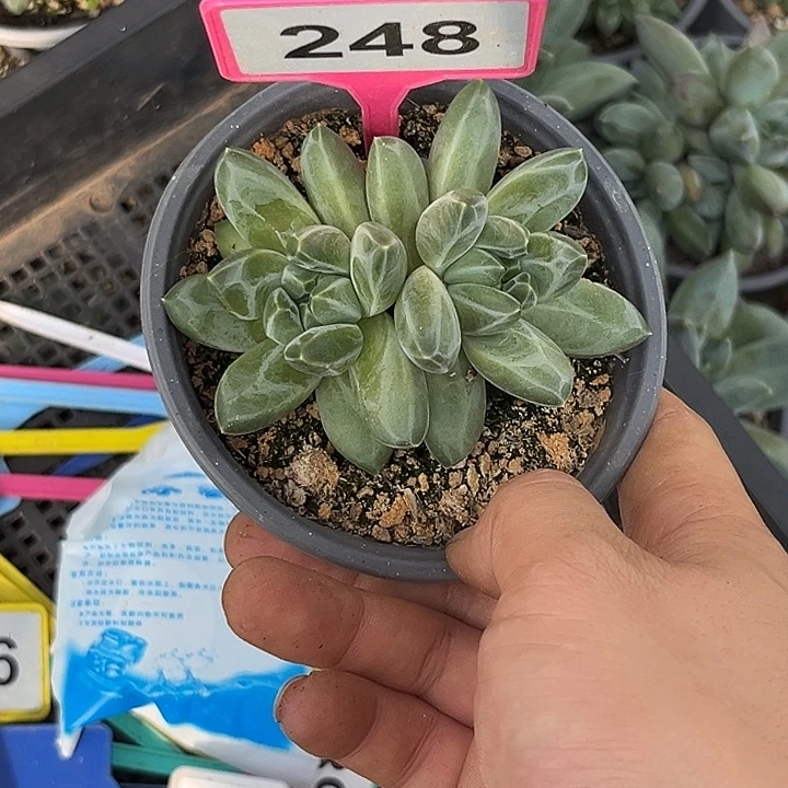 多肉植物伊丽沙白248