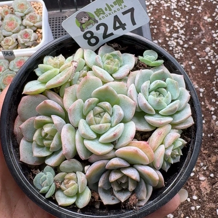 多肉植物多肉植物