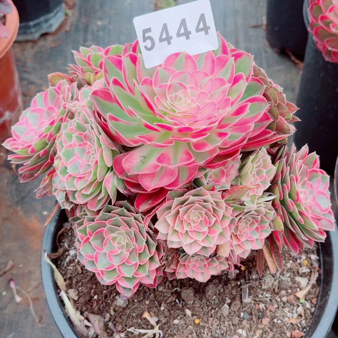 粉孔雀翎多肉发货