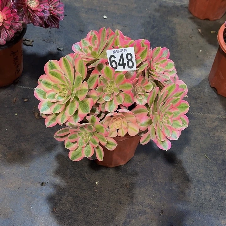 000000000000648女巫