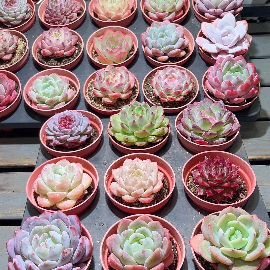 木9颗19.9 8cm口径圆盆单头含盆含土量拍