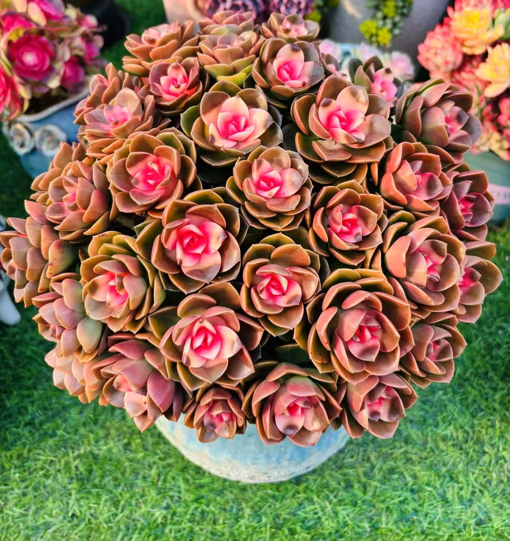 【手捧糖心巧克力玫瑰】  以直播间展示为准  满2单包邮3单送1