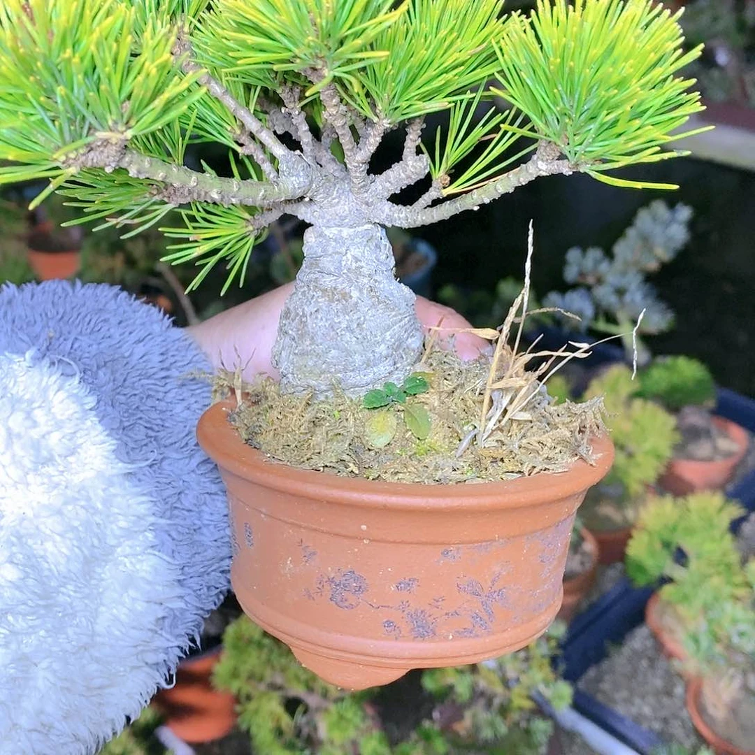 【闪购商品】无花朵