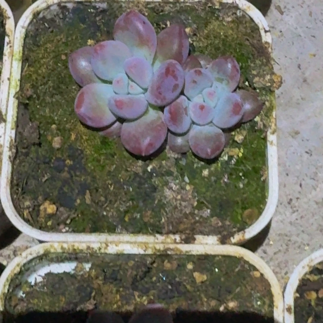 凯普盾 美人 双头 一物一拍