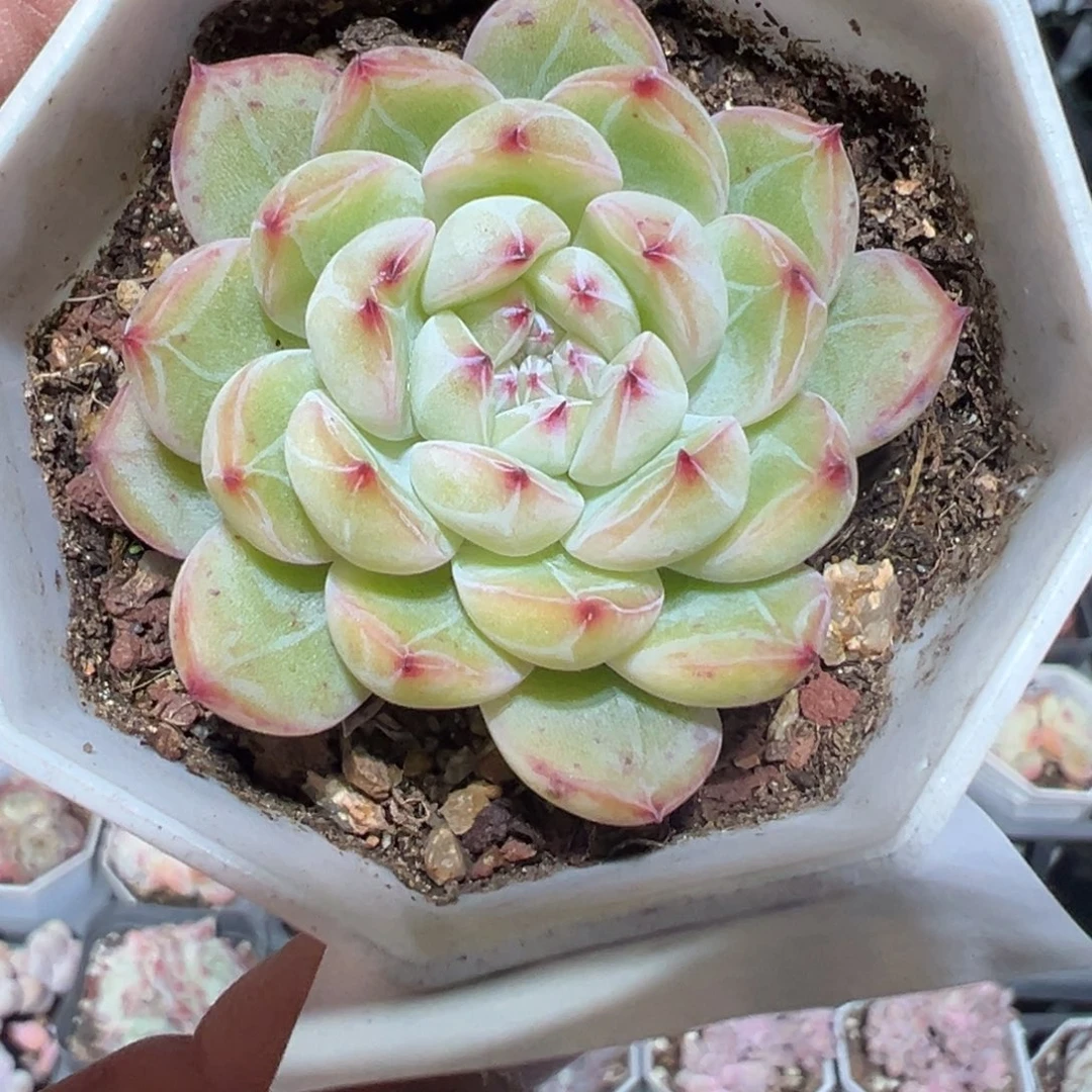 543号精控雪花珍妮一物一拍满18包邮