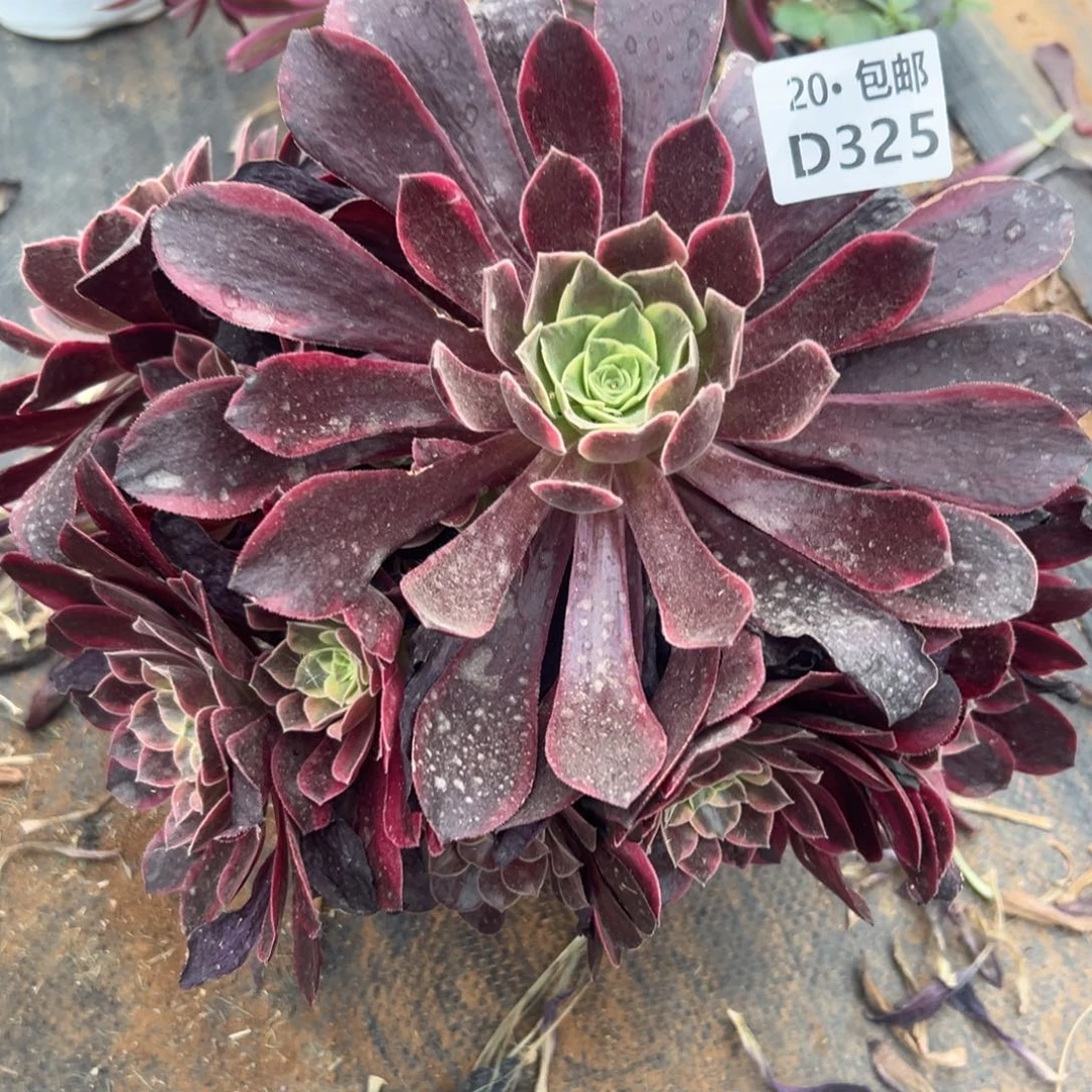 325金丝雀，满20包邮，