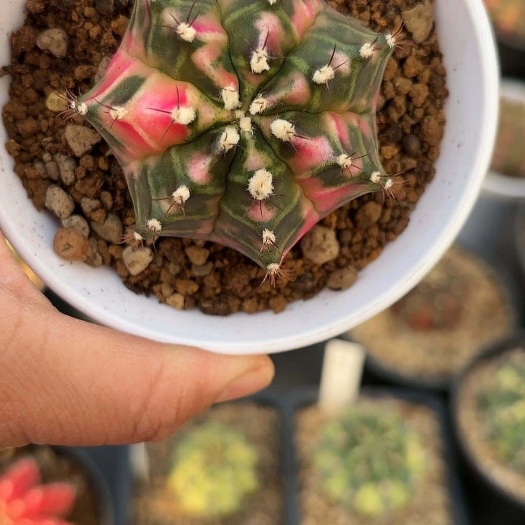 泰系实生米哈仙人球280