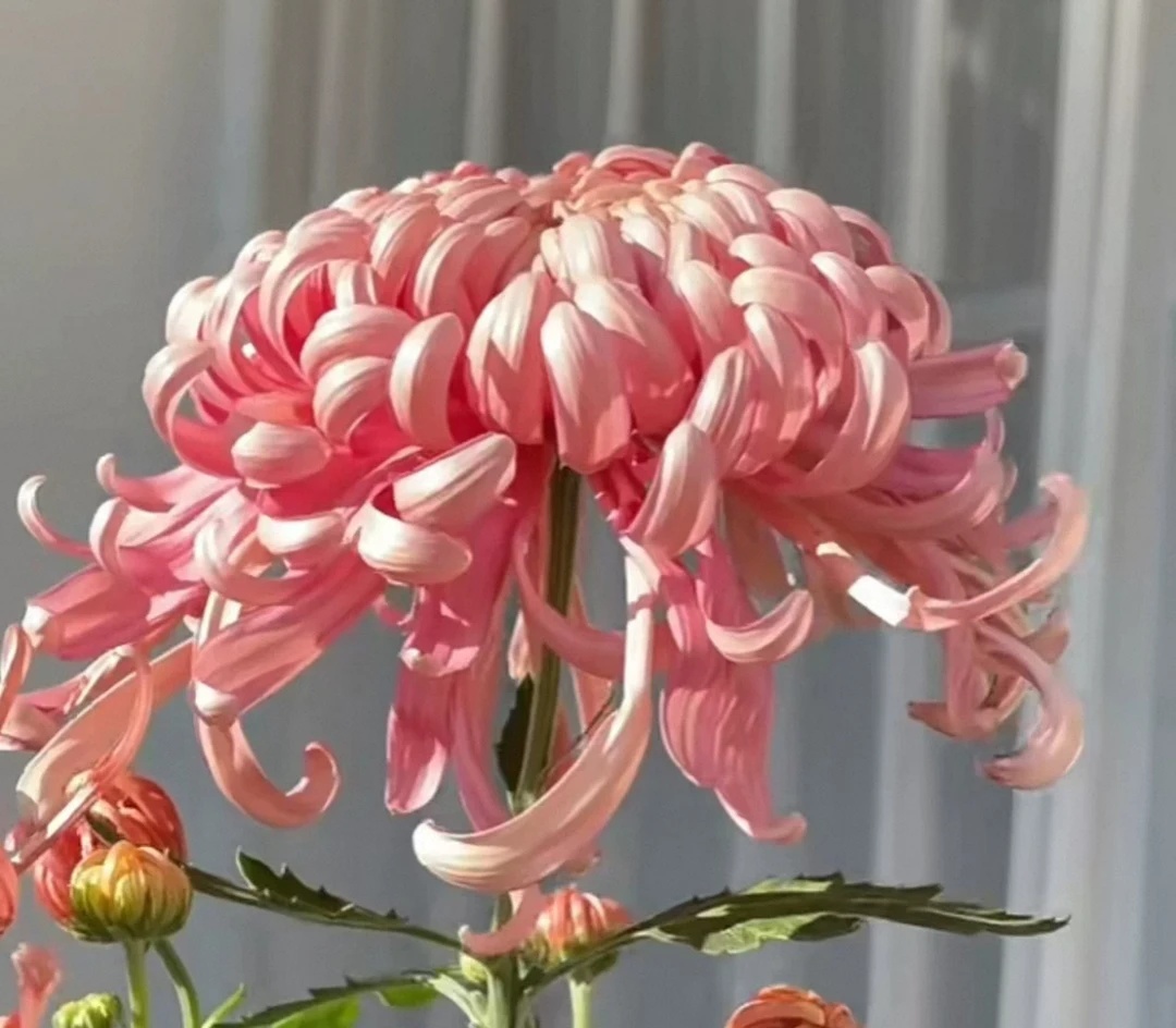 沉香台 【带花苞】菊花盆栽开大花九月菊阳台庭院好养耐寒开花