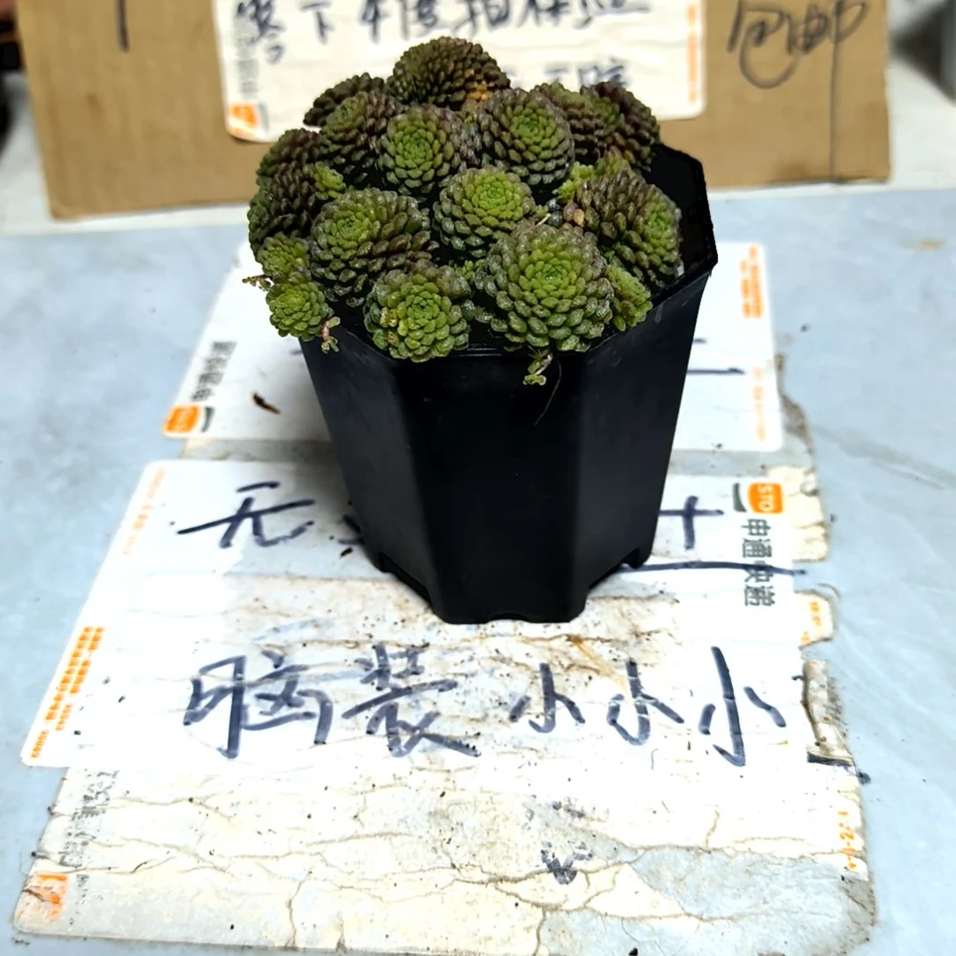 满9元包邮，魔男八角盆